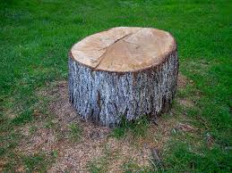 Best Tree Preservation Services  in Braidwood, IL