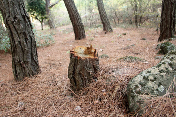 How Our Tree Care Process Works  in  Braidwood, IL