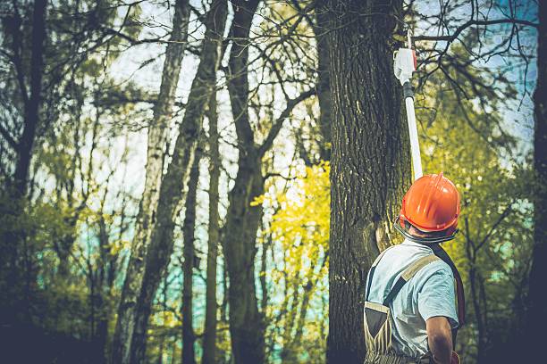 Best Storm Damage Tree Cleanup  in Braidwood, IL