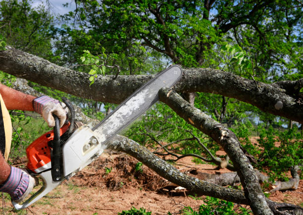 Best Seasonal Cleanup (Spring/Fall)  in Braidwood, IL